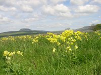 cowslips close up scar edge